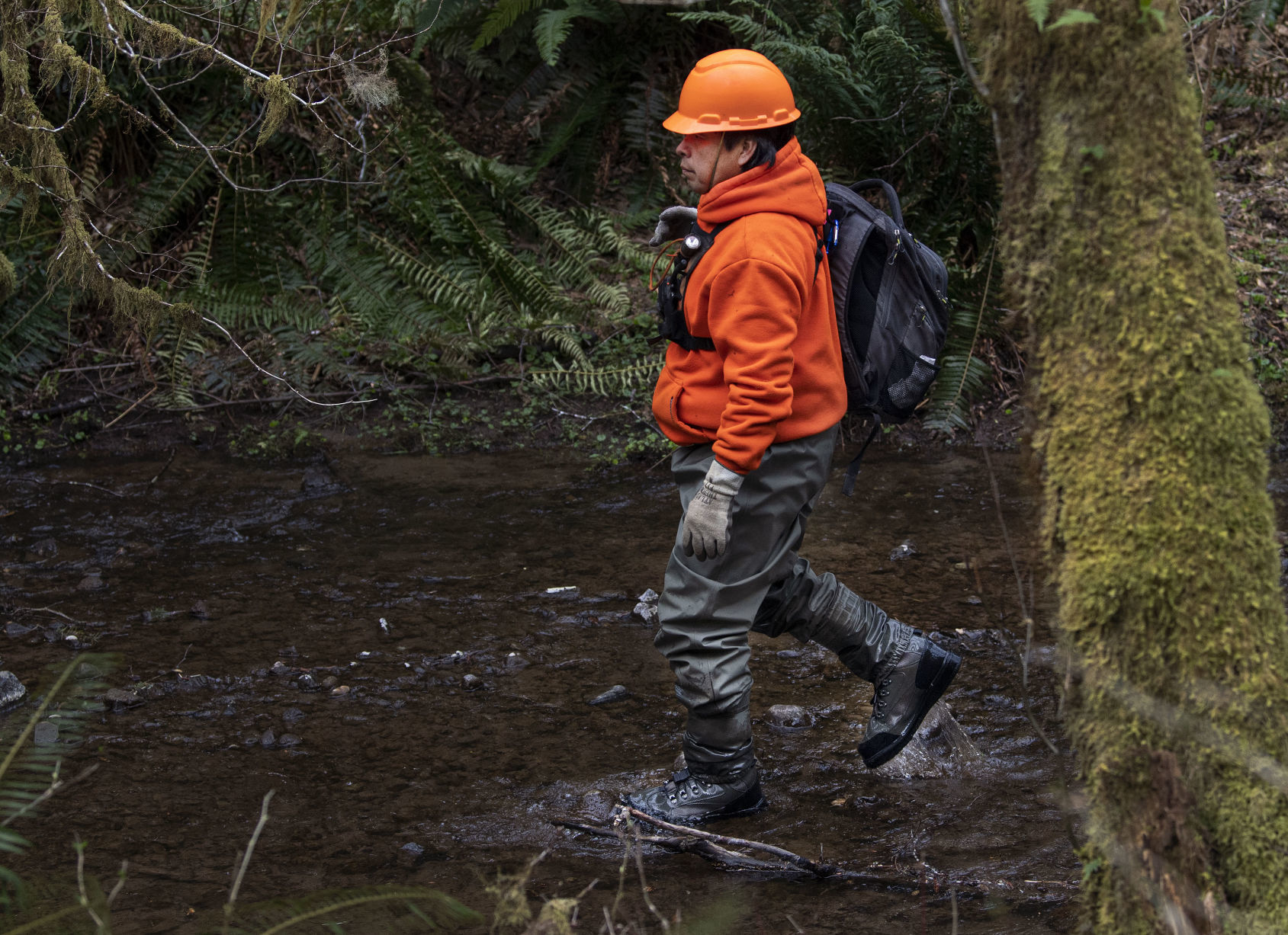 Wading through the creek